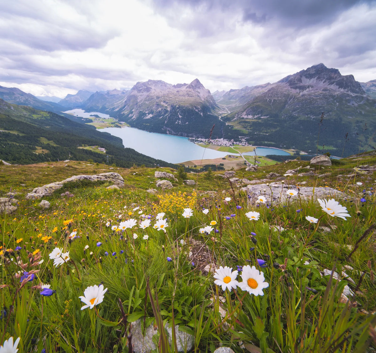 Alpenwiese mit Bergpanorama